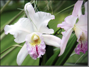 Orchidee